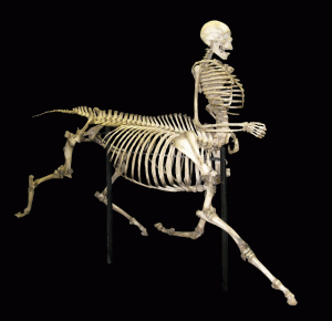 Centaur_skeleton